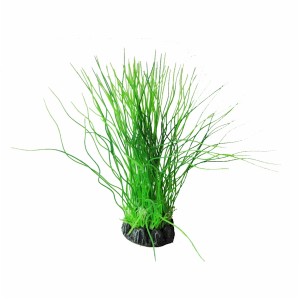 Hugo Kamishi Eleochalis Acicularis 20cm